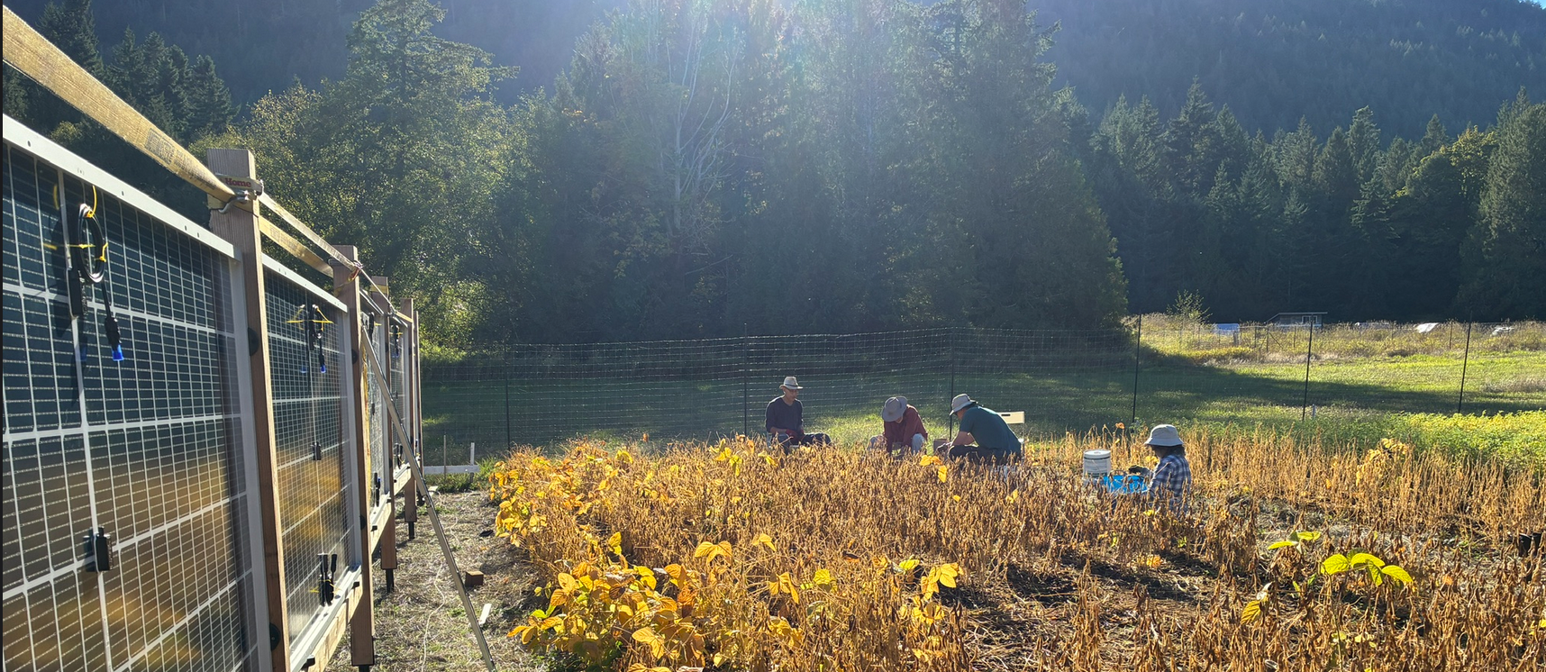 Fall harvesting of soy by volunteers; first year of multi-year research program