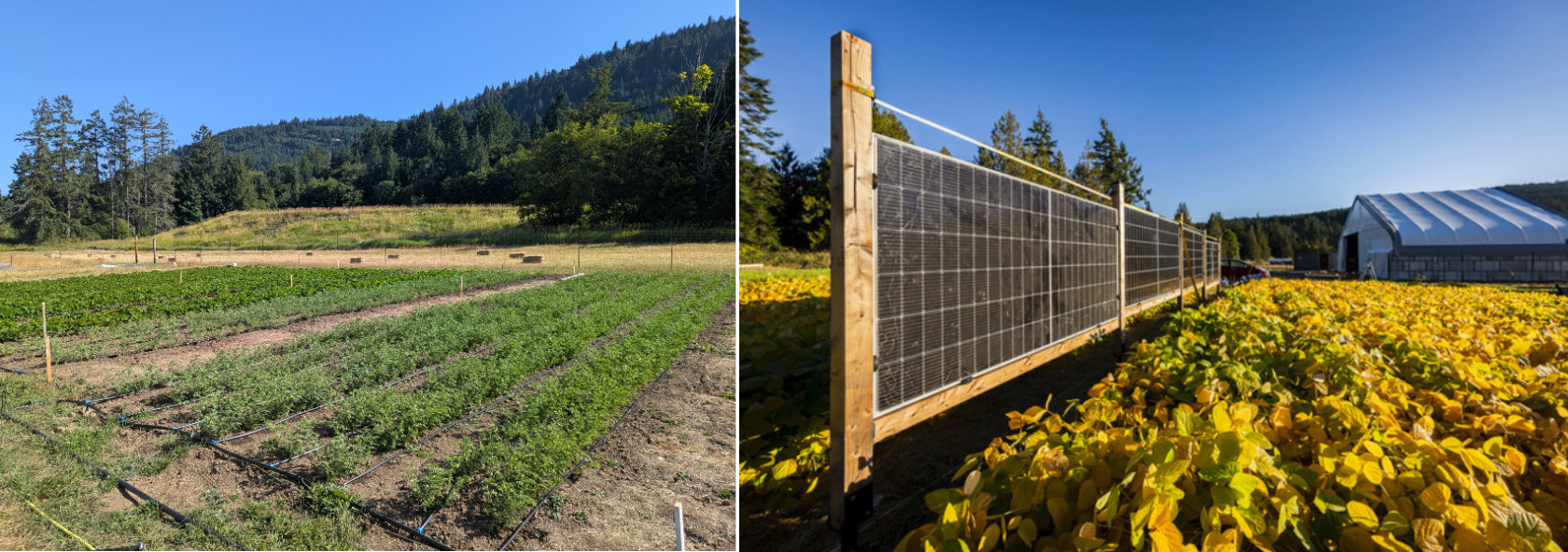 Left: plantings and water circuit in summer, Right: bifacial array and crop in fall