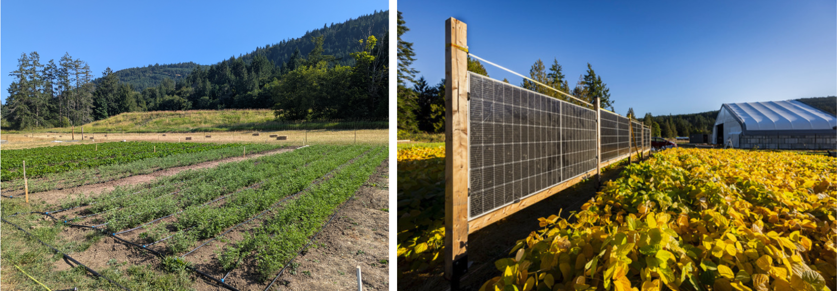 Left: plantings and water circuit in summer, Right: bifacial array and crop in fall