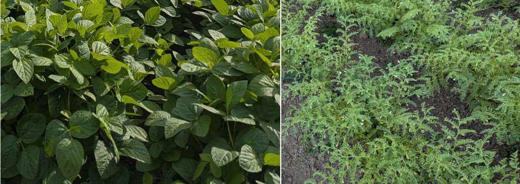 Left: soy crop, Right: chickpea crop