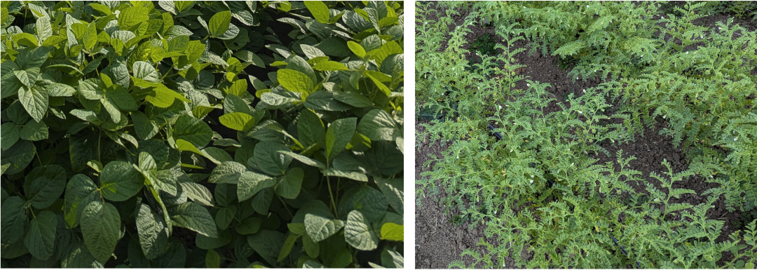 Left: soy crop, Right: chickpea crop